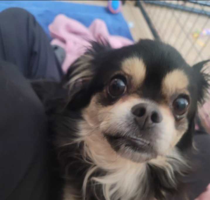 Photo of CHARLIE