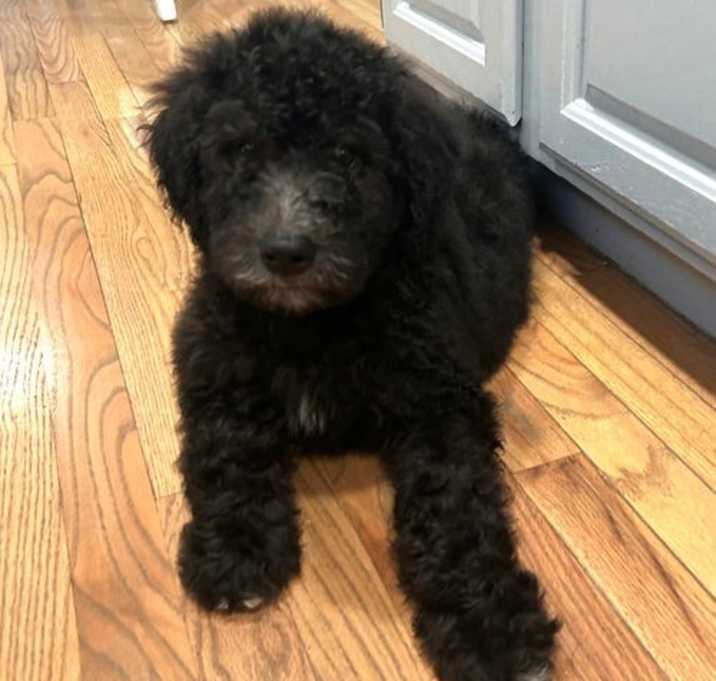 Photo of Hawkeye