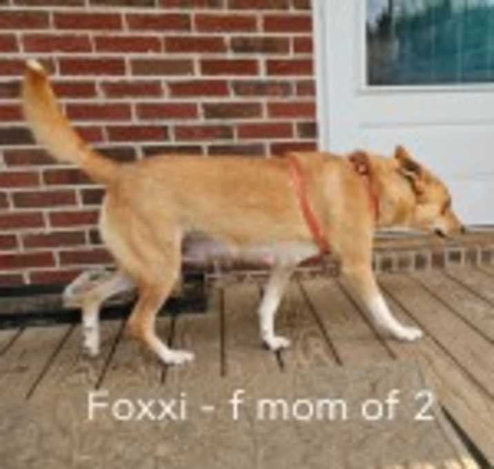 Photo of Foxxi