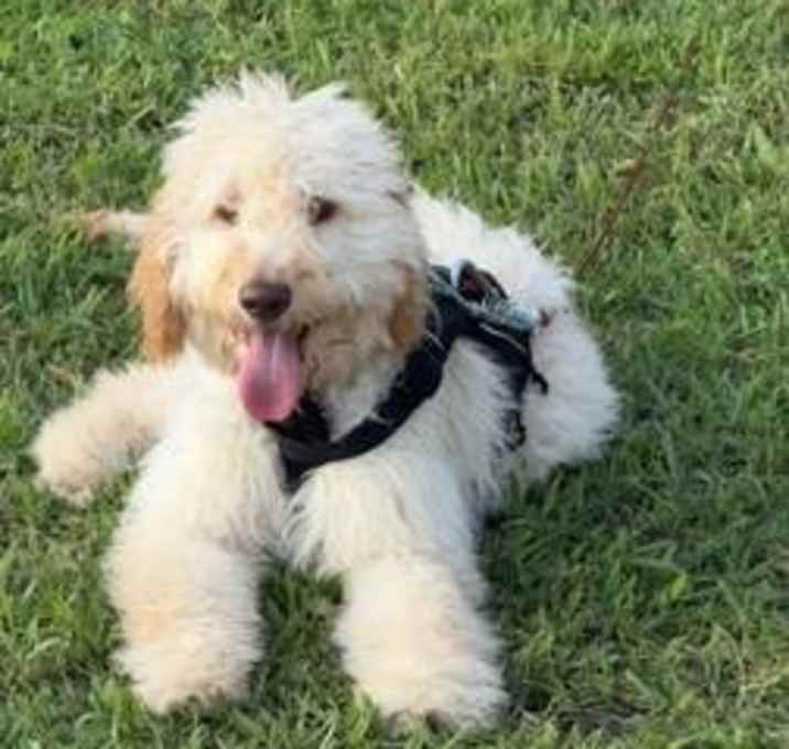 Photo of Bruno