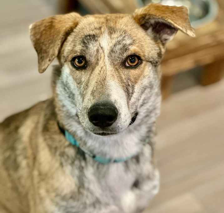 Photo of Callie