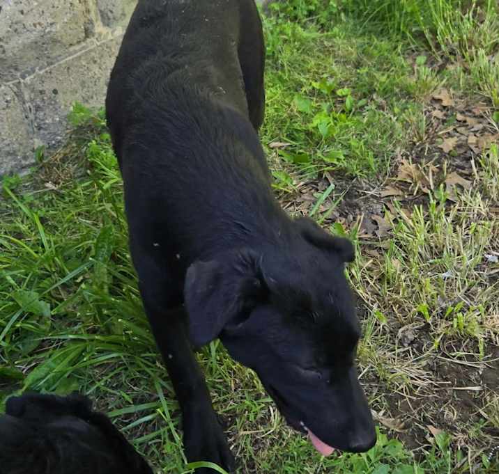 Photo of Sadie