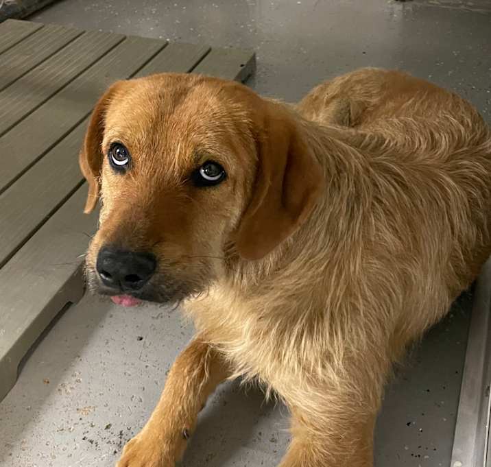 Photo of Barney