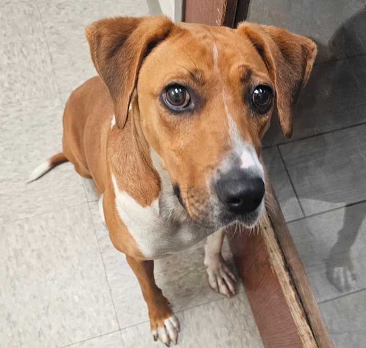 Photo of Shorty