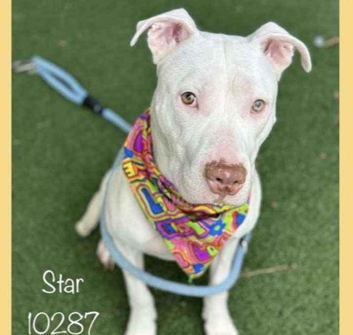 Photo of STAR