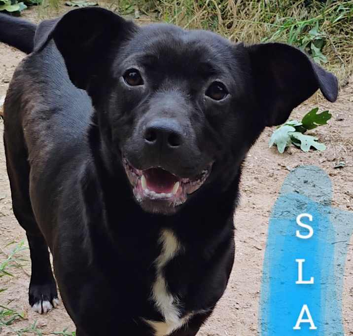 Photo of SLATE