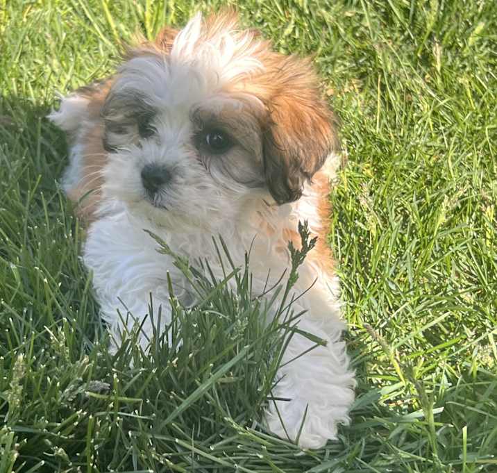 Photo of ADOPTION PENDING Astral