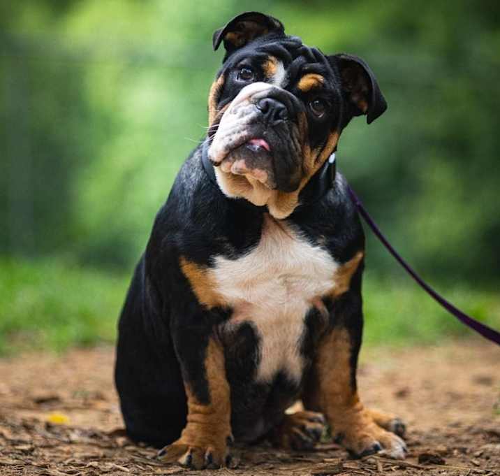 Photo of Brigadier