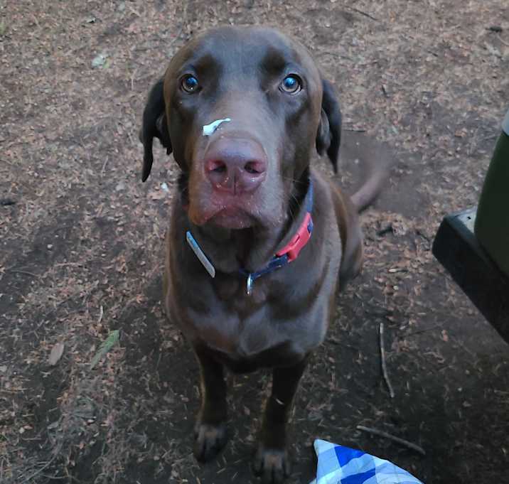 Photo of Obi