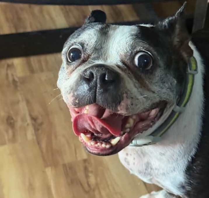 Photo of Gatsby