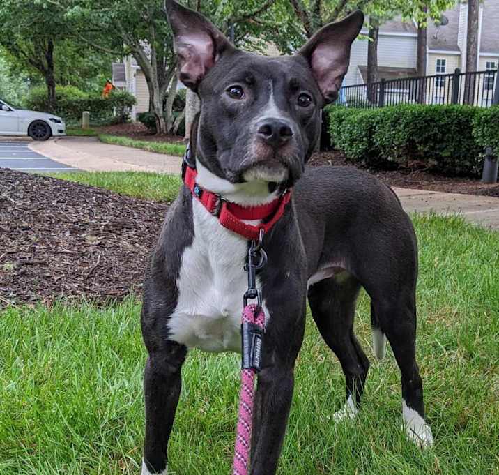 Photo of Bohdi