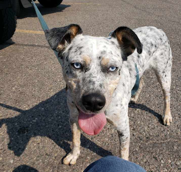 Photo of Apollo
