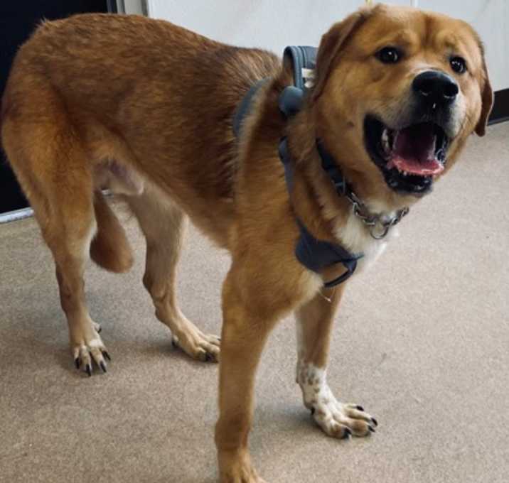 Photo of Coby