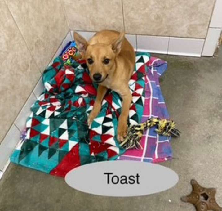 Photo of Toast