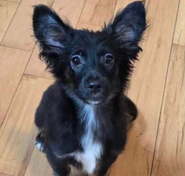 Photo of Ciao, a Hello Pup
