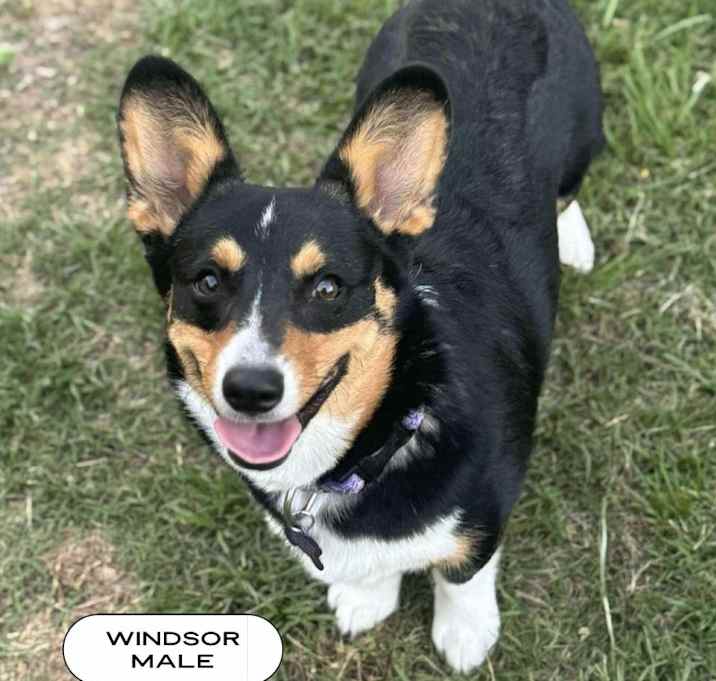 Photo of Windsor