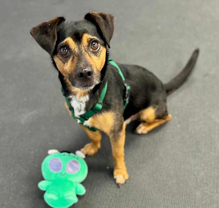 Photo of Scout