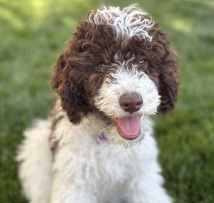 Photo of Dotley