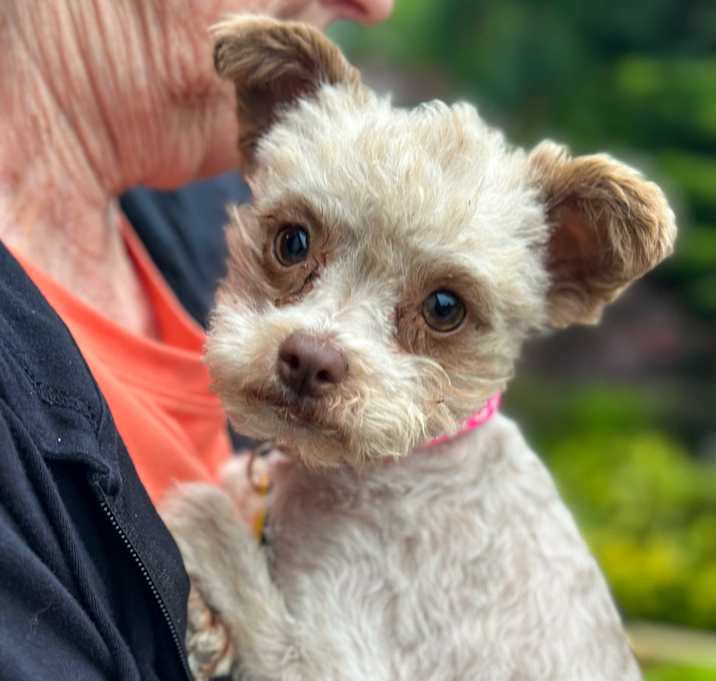 Photo of Primrose