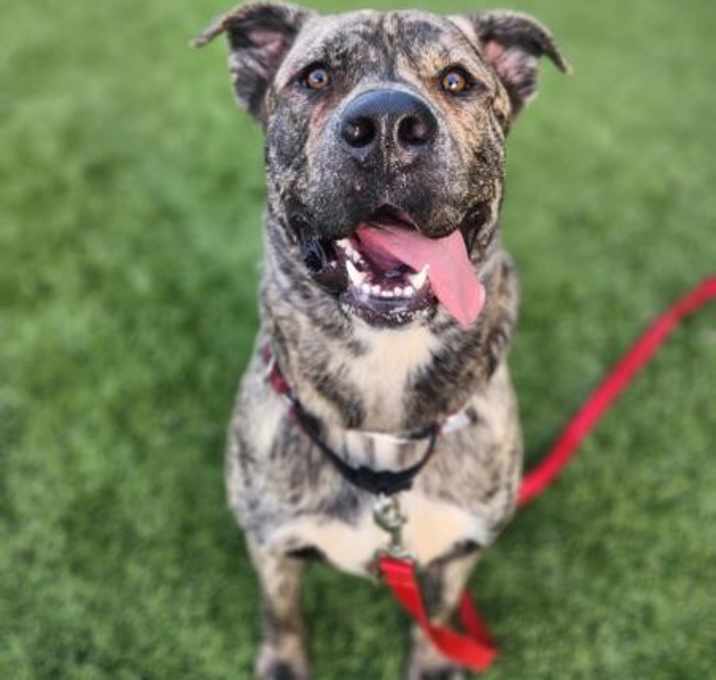 Photo of Duke