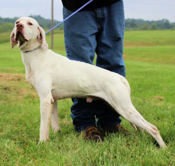 Photo of Birdtus ( White Lightning )
