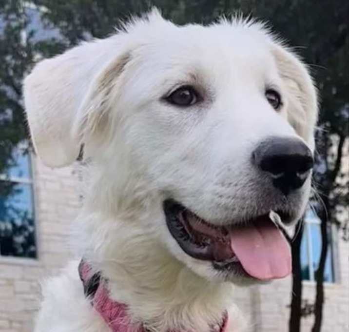 Photo of Lucy (Puppy)