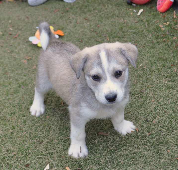 Photo of Chili Dog