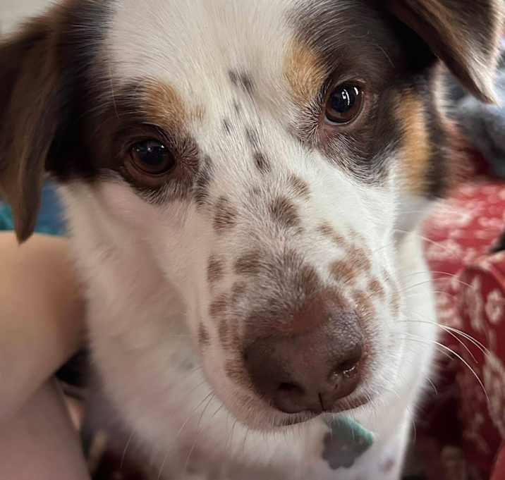 Photo of Ruby