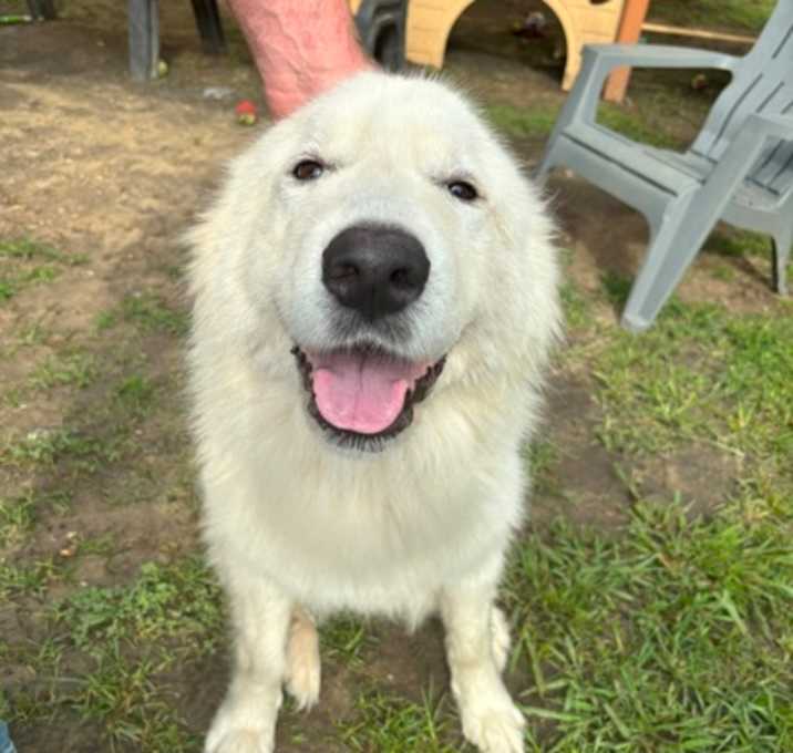 Photo of Stella