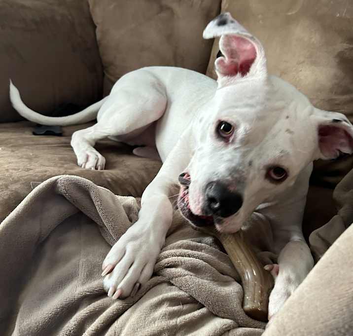 Photo of Ghost