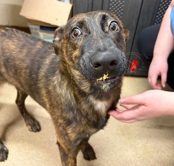 Photo of Trapper