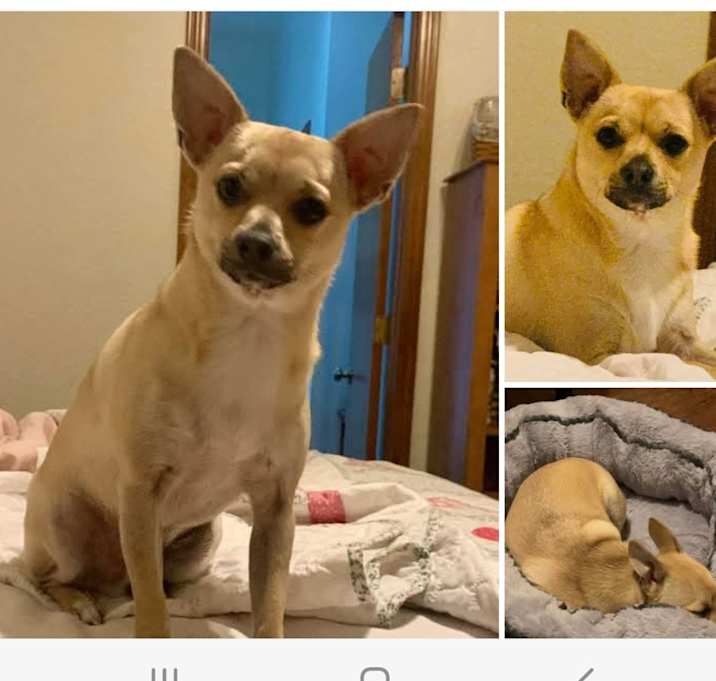 Photo of Peanut