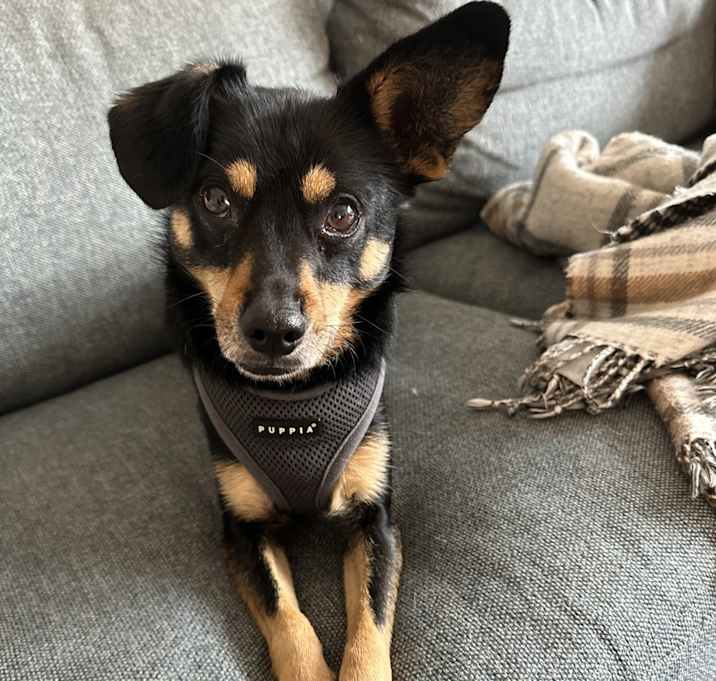 Photo of Bandit