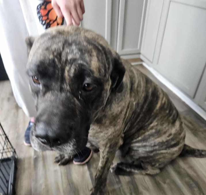 Photo of Chewy RGENT NEEDSHELP NOW!