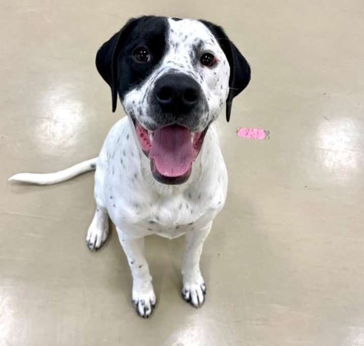 Photo of Dottie