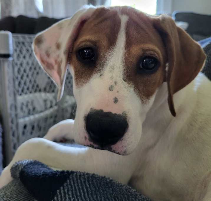 Photo of Poppy