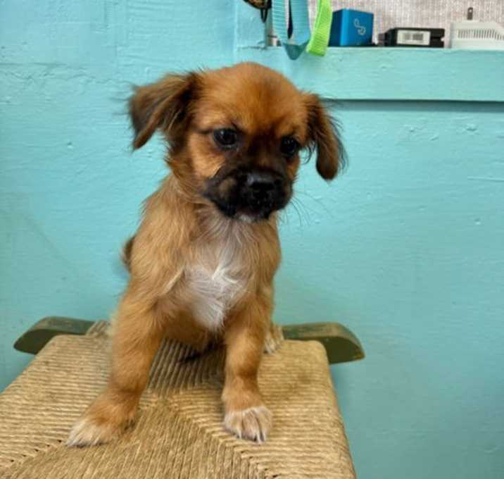 Photo of Stitch