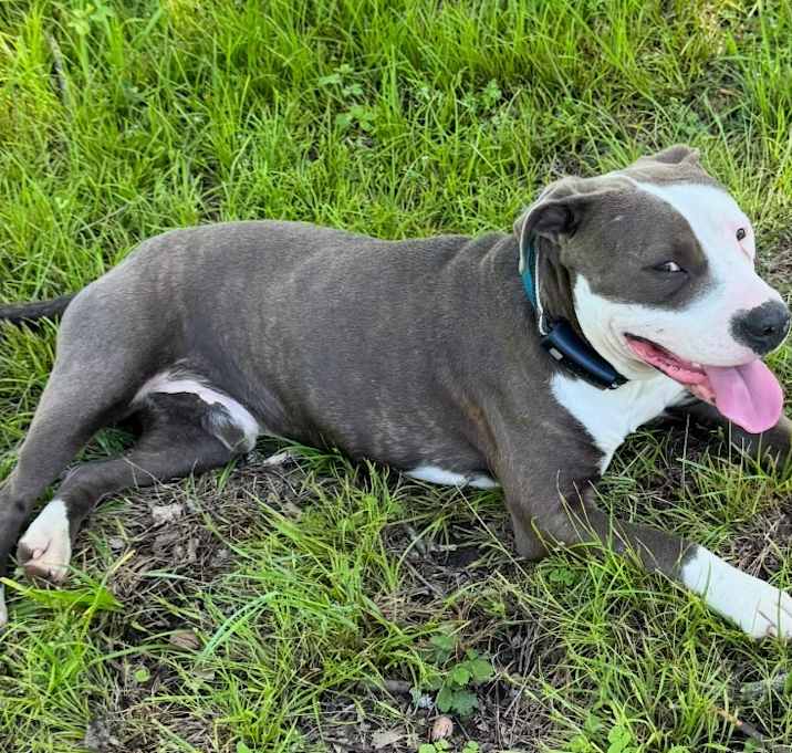 Photo of Petey