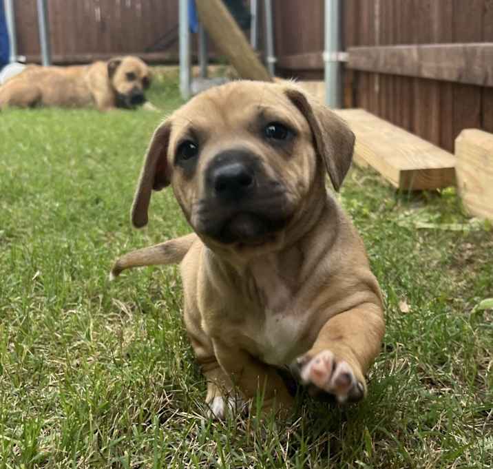 Photo of Luna