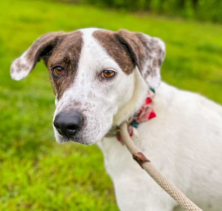 Photo of Atticus