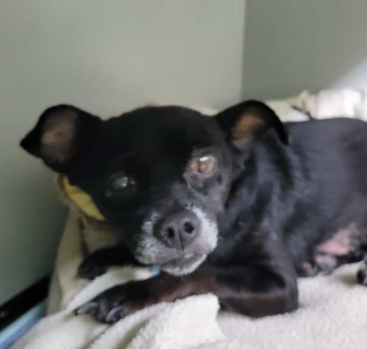 Photo of Sweetie