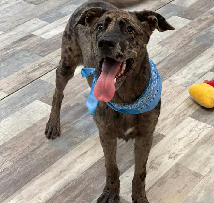 Photo of Hickory