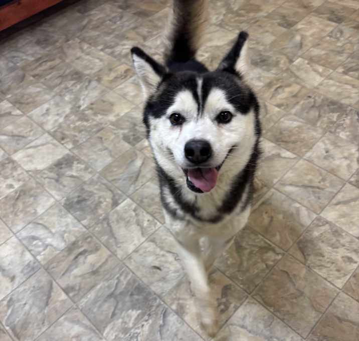 Photo of Maverick