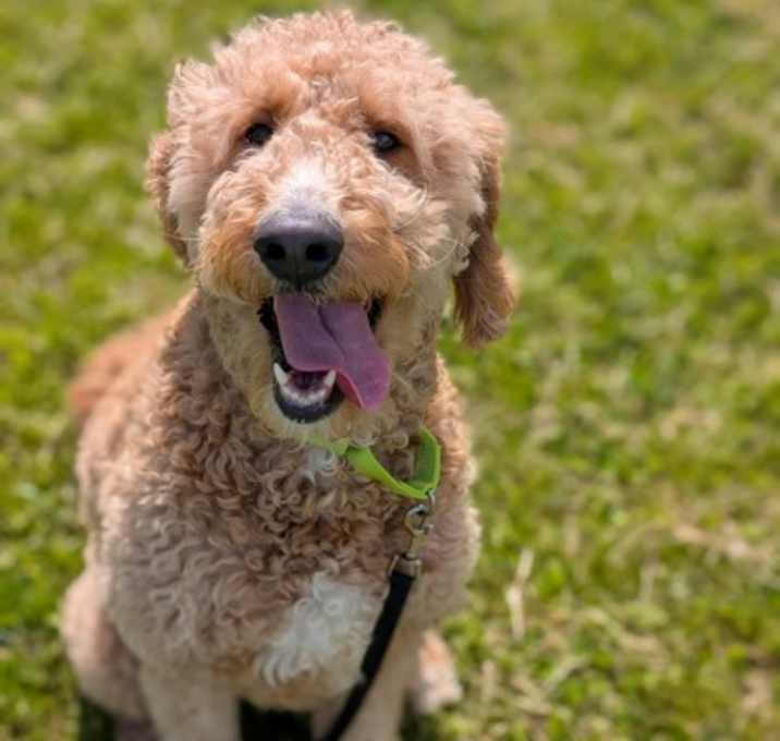Photo of Sophie (Special Paws)
