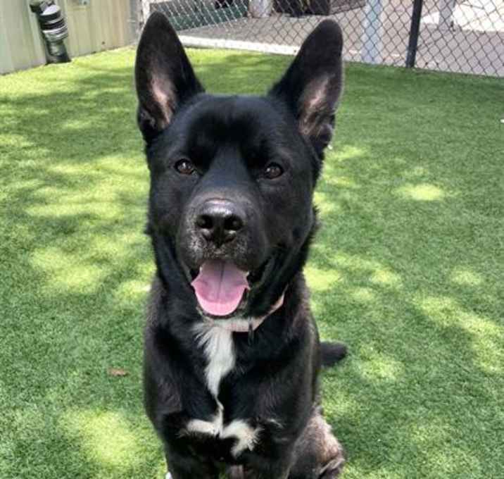 Photo of BEAR