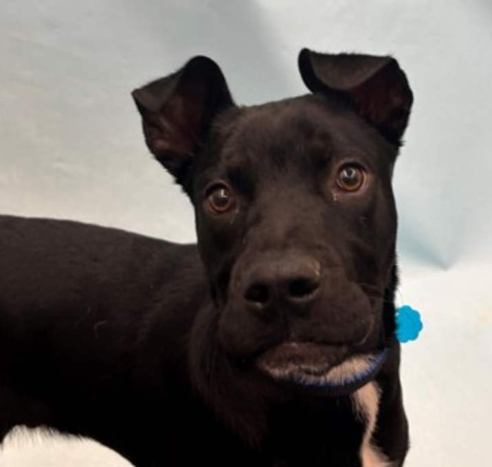 Photo of Shadow