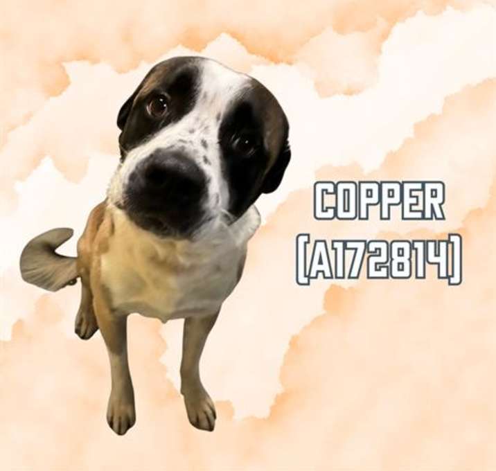 Photo of COPPER