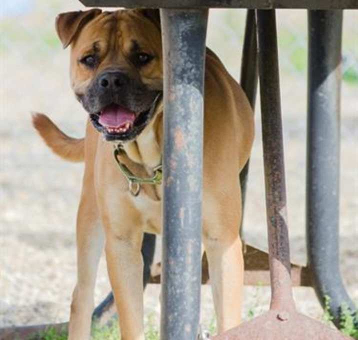 Photo of PESCI