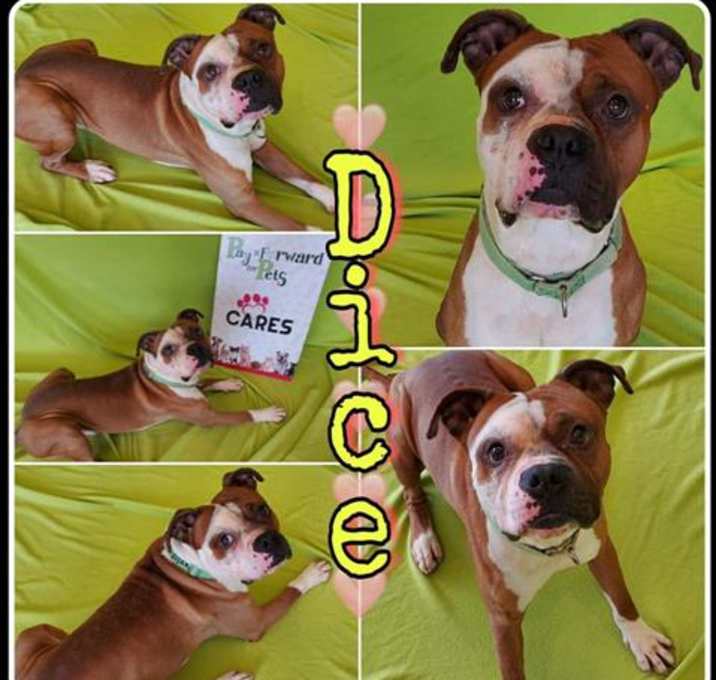 Photo of DICE
