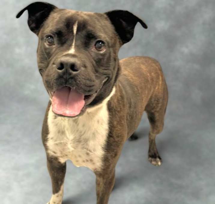 Photo of Chico